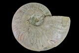 Silver Iridescent Ammonite (Cleoniceras) Fossil - Madagascar #159403-1